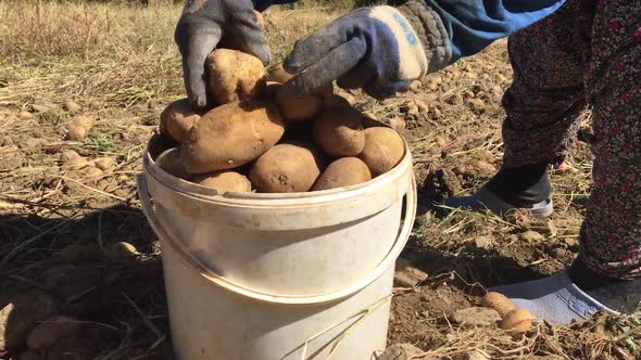 Female Worker Collects Potatoes alt