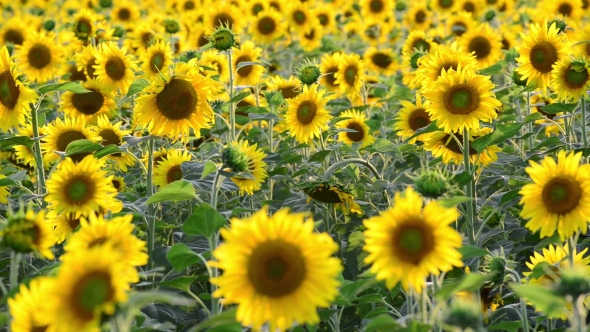 Field Of Blooming Sunflowers At Sunset,