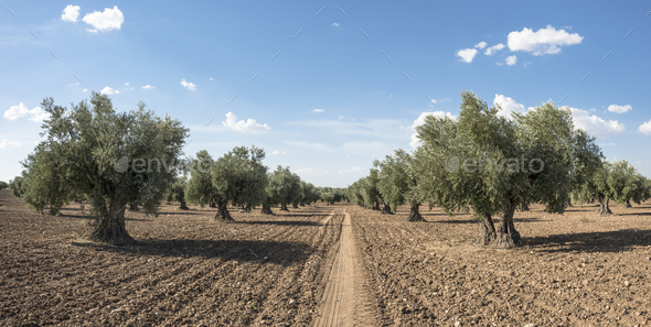 Olive trees - Stock Photo - Images