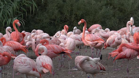 American Flamingo (Phoenicopterus ruber). Flamingos or flamingoes
