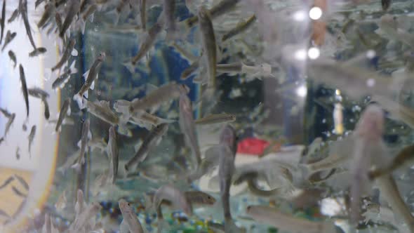 Aquarium with Red Garra Rufa Fish Also Known As Nibble or Doctor Fish alt