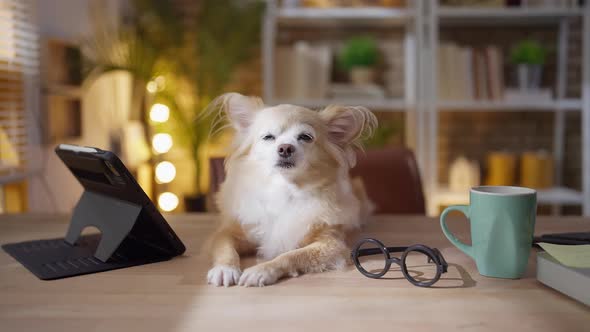 smart clerver chihuahua dog working with laptop and tablet at home studio
