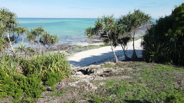 Thickets on the Coast of the Island of Zanzibar Tanzania Slow Motion alt