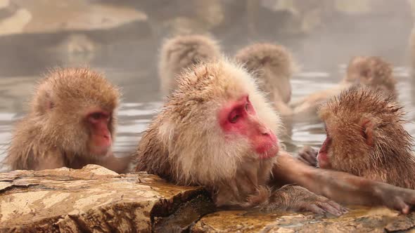 Snow Monkey in Hot Spring alt