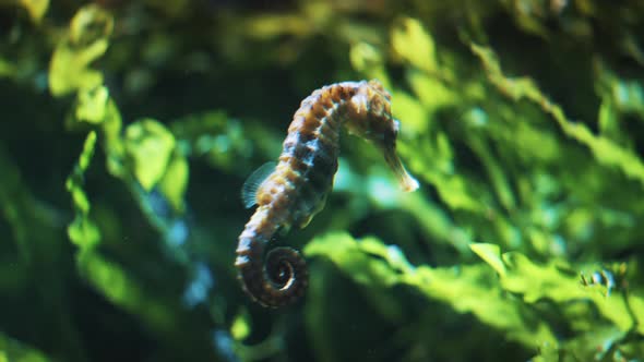 Seahorse Underwater  Specimen Of Longsnout Seahorse A Unique Underwater Specie alt