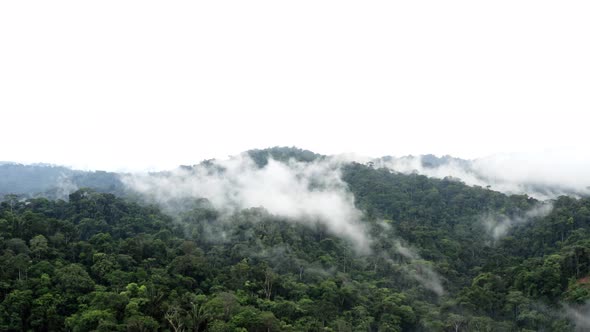 Aerial view of a tropical forest in the Amazon that is covered by layers of fog alt