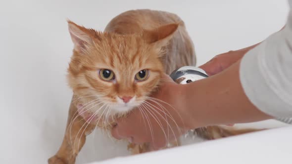 Woman Washes Cute Ginger Cat. Fluffy Wet Pet Meows and Tries To Escape From Bathtub. alt