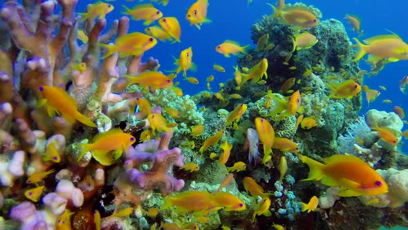 Underwater Colorful Scene and Clownfish alt