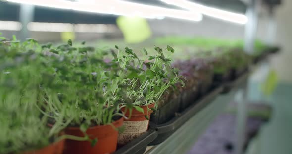 Growing Microgreens and Herbs on the Shelves Vertical Farming Home Business  60p Prores alt