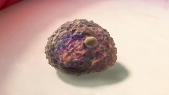 cancer cell division.They may clump to form tumours which invade and destroy surrounding tissues. alt