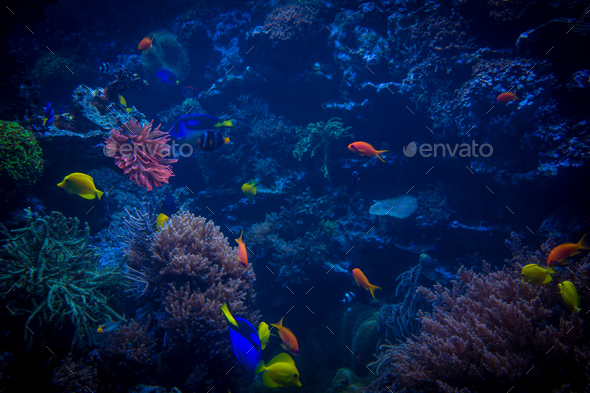 tropical fishes meet in blue coral reef sea water aquarium. Unde - Stock Photo - Images