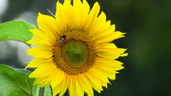 Bumblebee On Sunflower