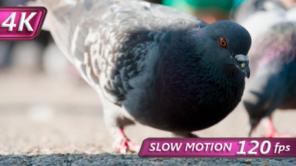 Feeding The Pigeons In The Square alt