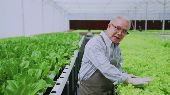 asian elder male business owner walking pesent growing organic arugula on hydroponics farm alt