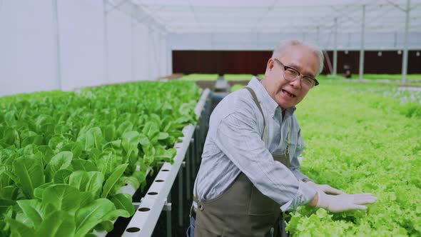 asian elder male business owner walking pesent growing organic arugula on hydroponics farm
