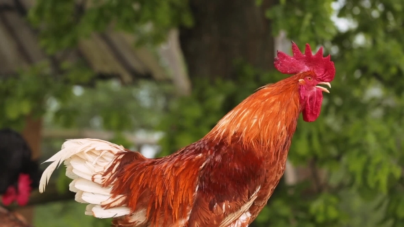 Vociferous Red Cock Crows alt
