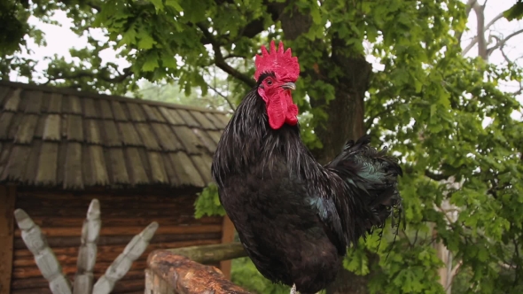 Black Cock On The Farm alt