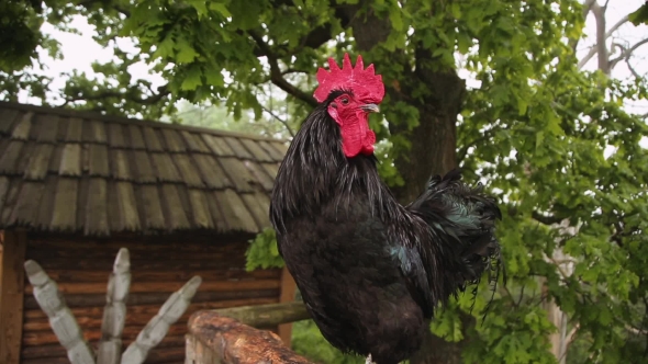Rooster Sings Early In The Morning alt