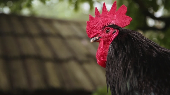 Black Cock alt