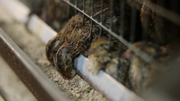 Feeding Quail On The Farm alt