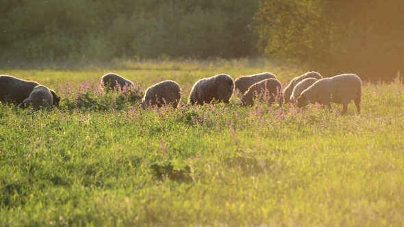 Small Flock Of Sheep In a Pasture In Sunset Light