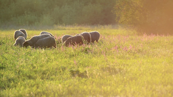 Small Flock Of Sheep In a Pasture In Sunset Light