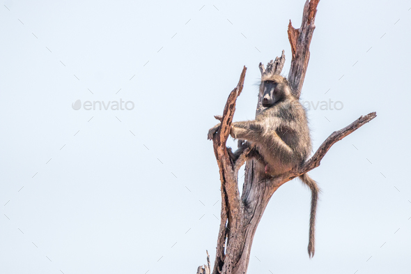 Baboon sitting in a dead tree. - Stock Photo - Images