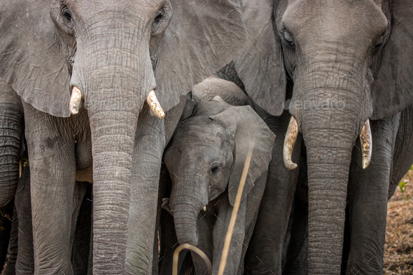 Baby Elephant In Between A Herd Of Elephants Stock Photo By Simoneemanphotography