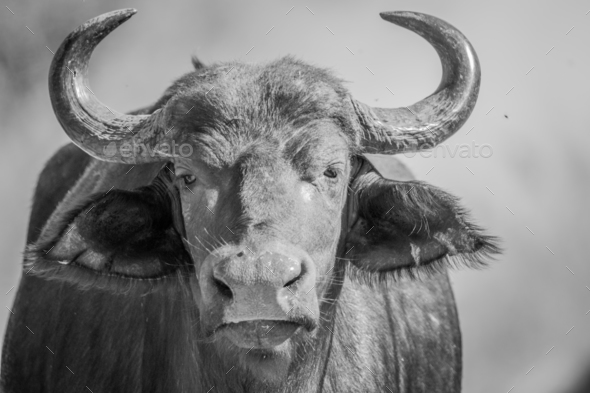 Starring African Buffalo in black and white. - Stock Photo - Images