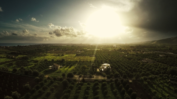 Aerial Trees Orchard With Sun Rays