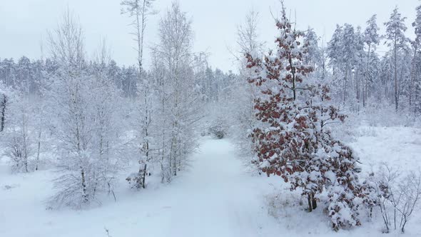 Camera Flies Through Winter Forest alt
