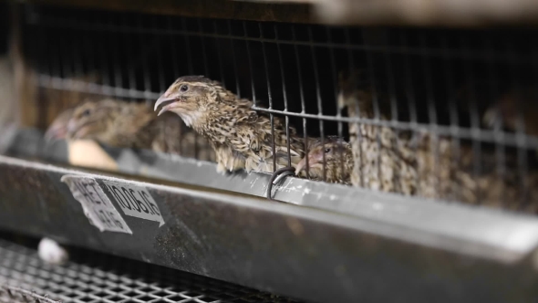 Feeding Quail On The Farm, Stock Footage | VideoHive