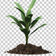 Plant Tree Growing Seedling In Soil - VideoHive Item for Sale