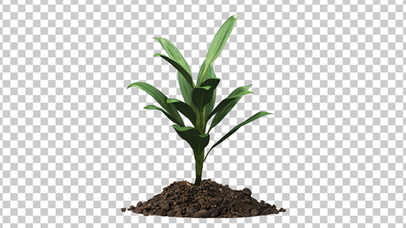 Plant Tree Growing Seedling In Soil