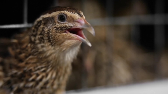Quail In Cage alt