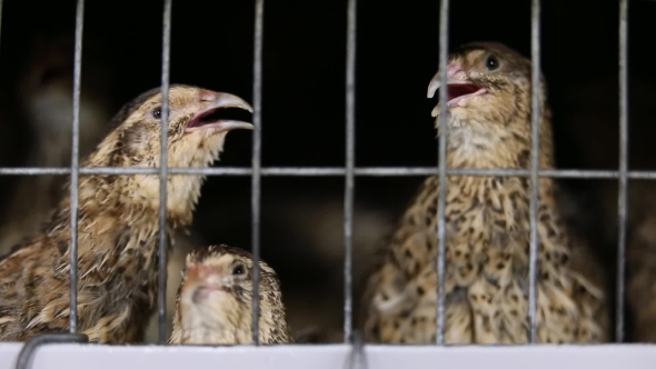 Quail In Cage On The Farm alt