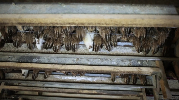 Breeding Quails In The Incubator alt