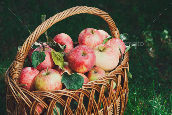 Basket with apples harvest in fall garden - Stock Photo - Images