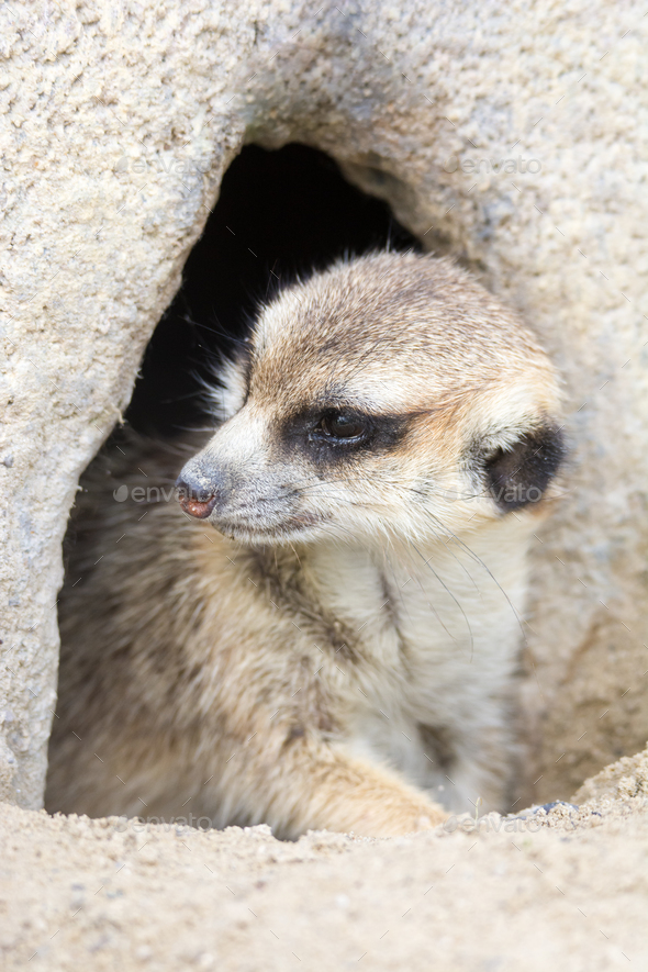 Meerkat hidden in a rock hole