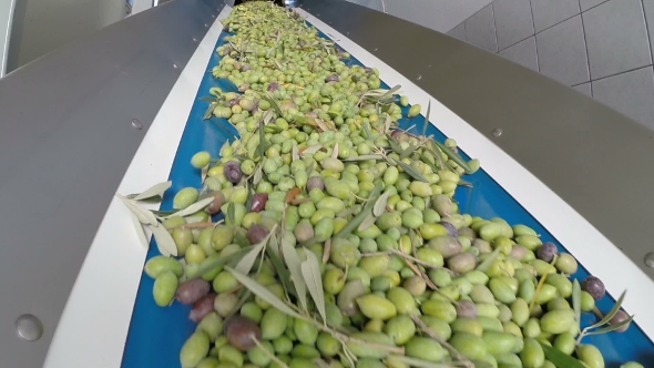 Conveyor Belt With Ripe Olives On Olive Oil Factory alt