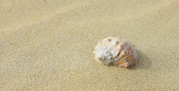 Falling Sand on the Shell