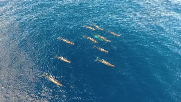 A pod of 12 sperm whales swimming peacefully in the ocean alt