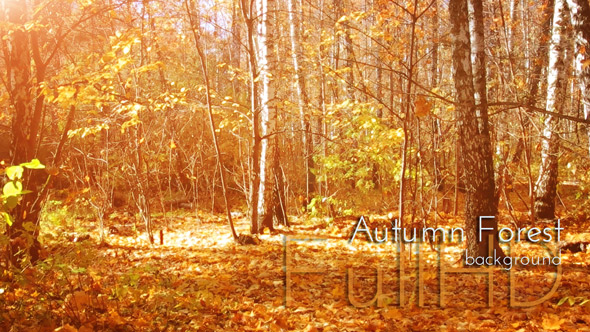Sunlight Yellow Autumn Forest