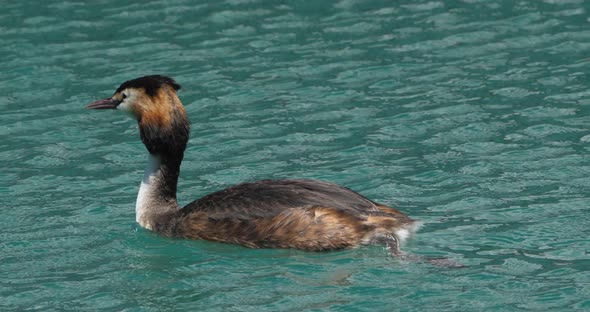 Great crested grebe with juveniles, (Podiceps cristatus), lake of Annecy, France alt