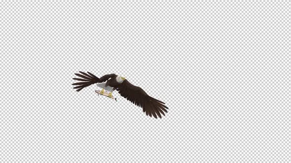 Bald Eagle with Salmon Fish - 4K Flying Transition II
