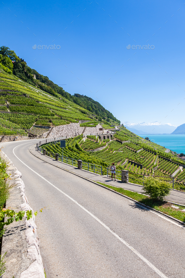 Vineyards in Lavaux region - Terrasses de Lavaux terraces, Switz - Stock Photo - Images