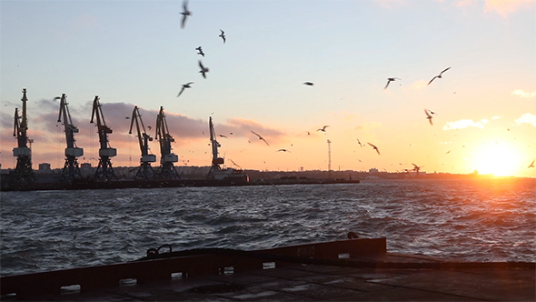 Cargo Cranes in Sea Port