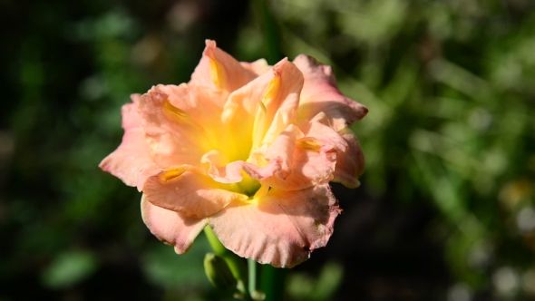 Orange Terry Daylily Flower In Flowerbed