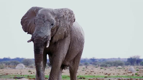 A Bull Elephant Flapping Its Ears While Walking Towards The Camera In Nxai Pan, Botswana - close up alt