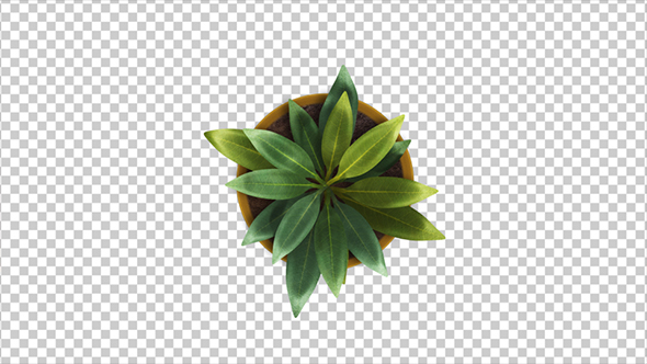 Top View Of a Plant Growing Animation